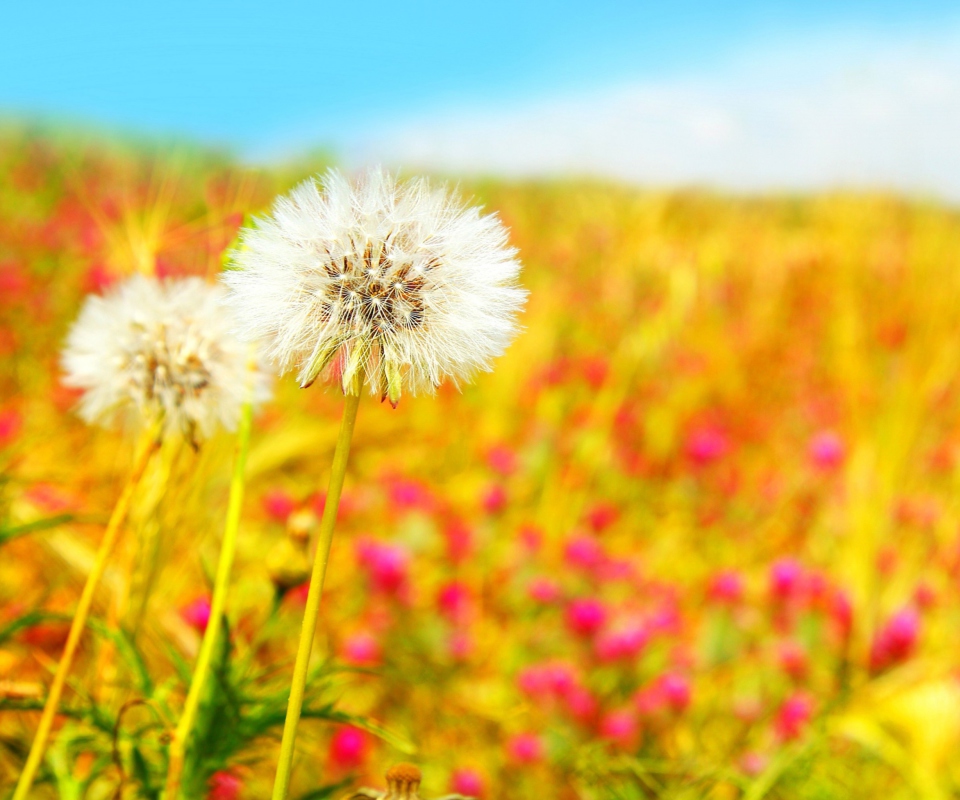 Summer Flower Field wallpaper 960x800