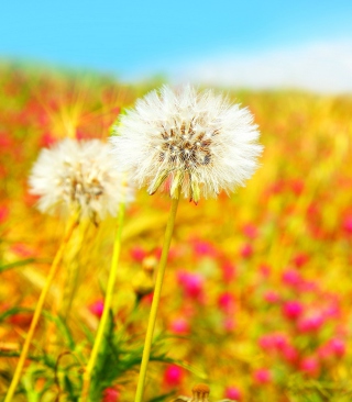 Summer Flower Field - Obrázkek zdarma pro iPhone 6 Plus