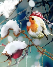 Das Sweet Winter Bird Wallpaper 176x220