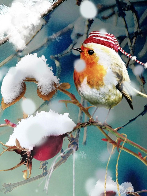 Fondo de pantalla Sweet Winter Bird 480x640