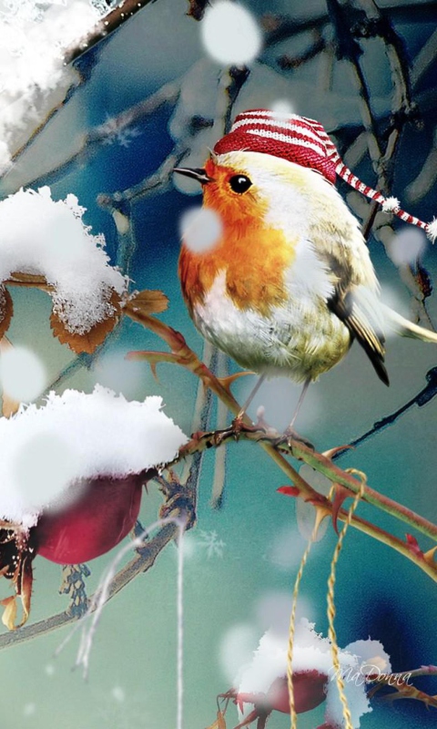 Sweet Winter Bird wallpaper 480x800