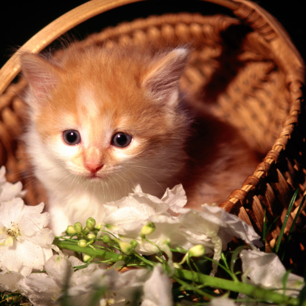 Fondo de pantalla Cute Kitten in a Basket 1024x1024