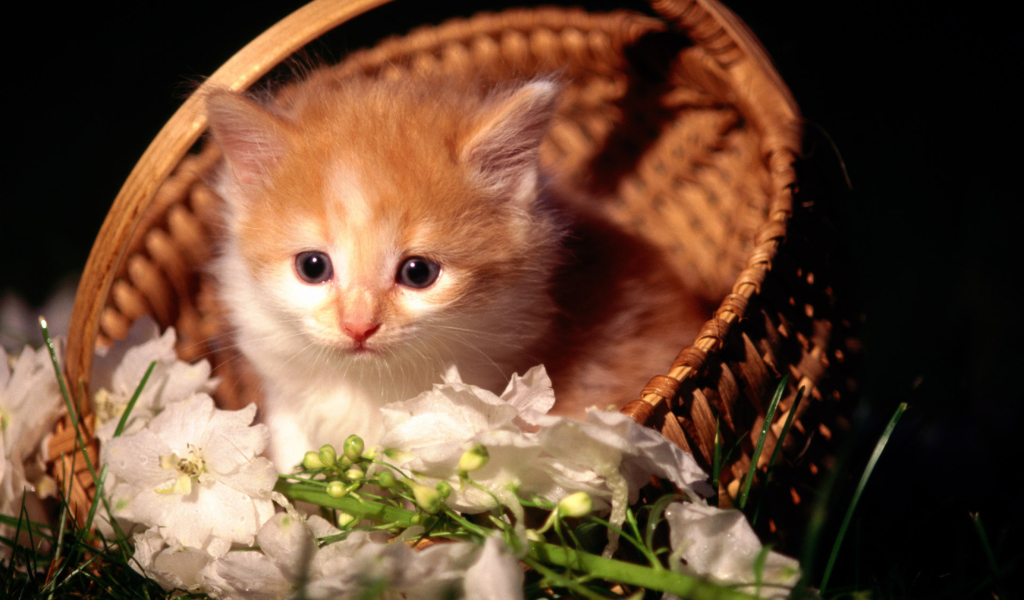 Das Cute Kitten in a Basket Wallpaper 1024x600