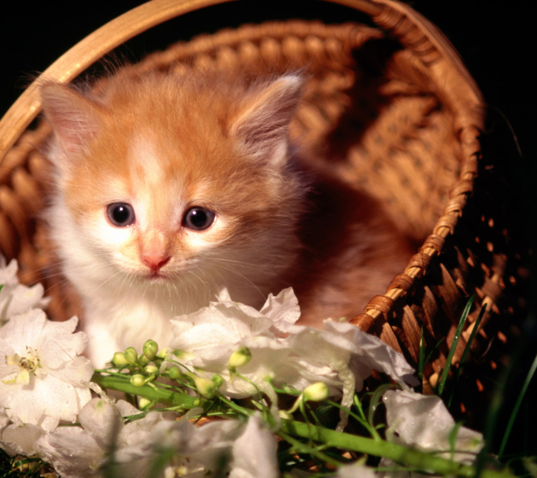 Das Cute Kitten in a Basket Wallpaper 1080x960