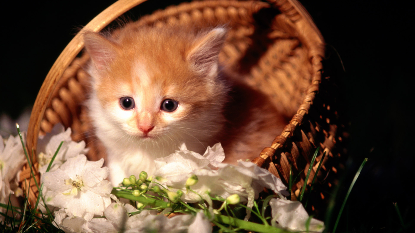 Cute Kitten in a Basket wallpaper 1366x768