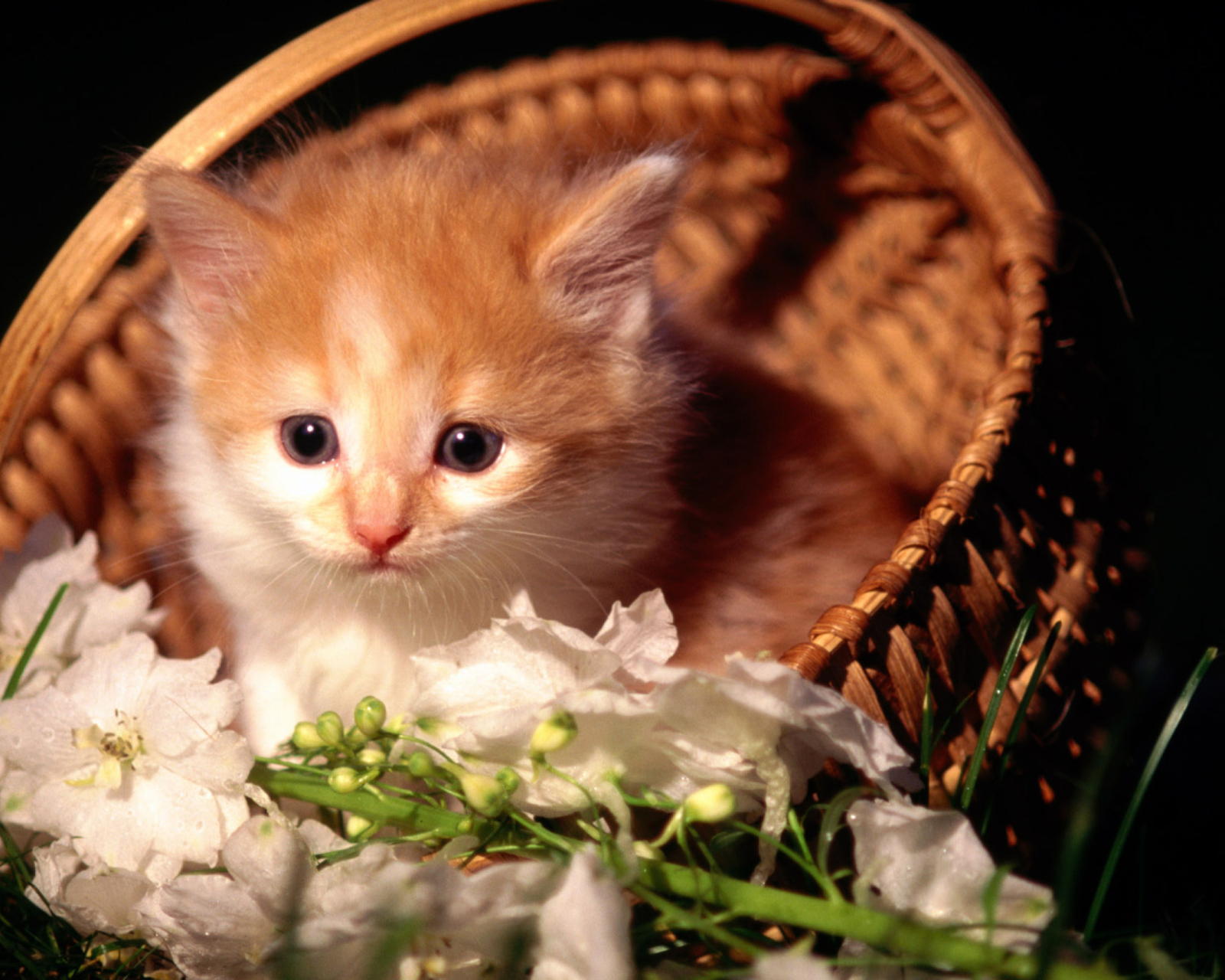 Fondo de pantalla Cute Kitten in a Basket 1600x1280