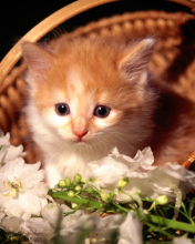 Das Cute Kitten in a Basket Wallpaper 176x220