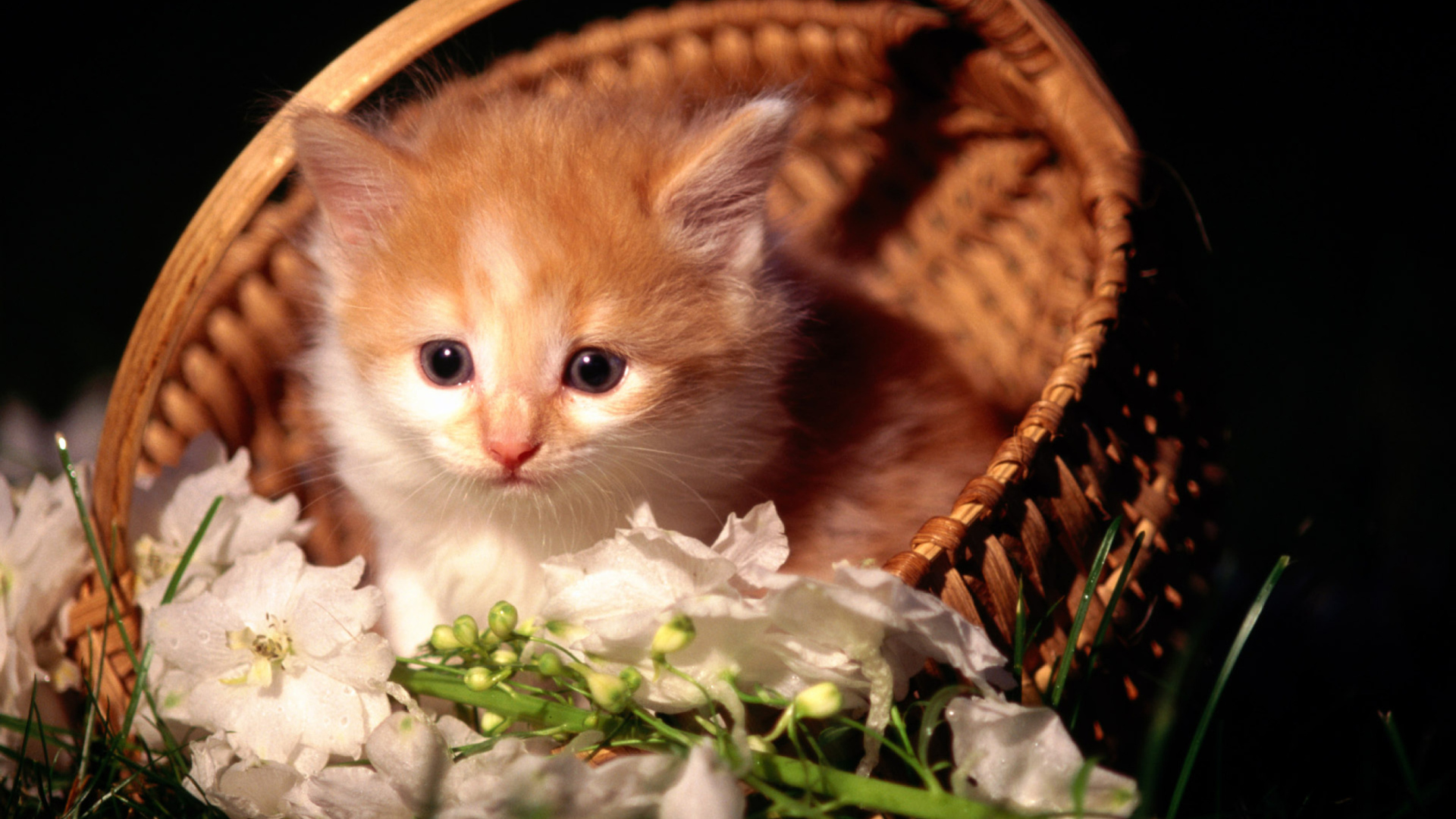 Cute Kitten in a Basket wallpaper 1920x1080