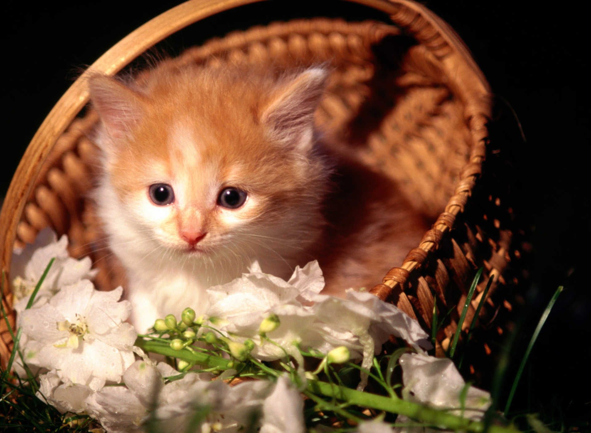Обои Cute Kitten in a Basket 1920x1408