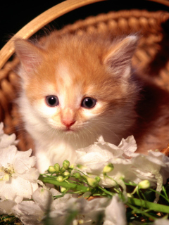 Cute Kitten in a Basket wallpaper 240x320