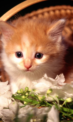 Cute Kitten in a Basket screenshot #1 240x400