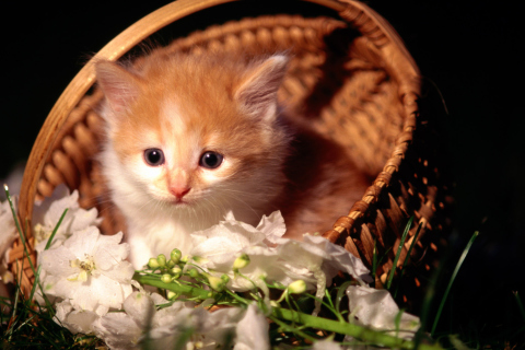 Обои Cute Kitten in a Basket 480x320