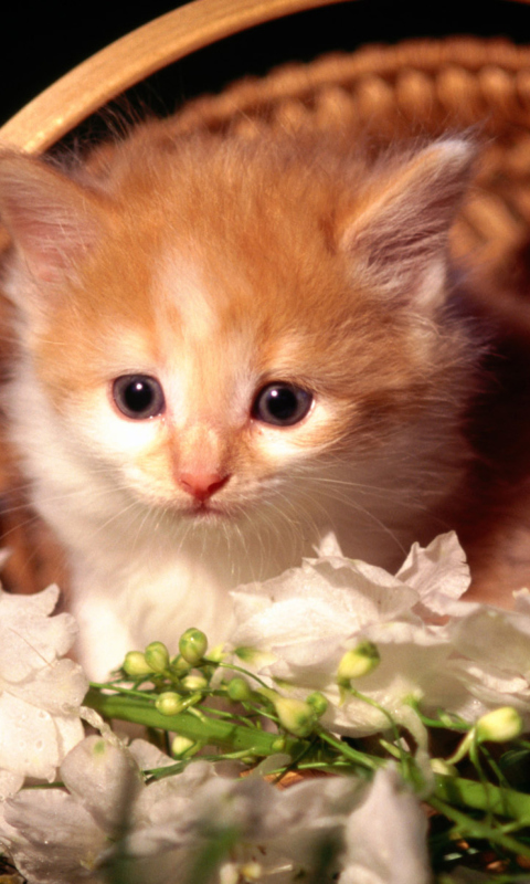 Screenshot №1 pro téma Cute Kitten in a Basket 480x800