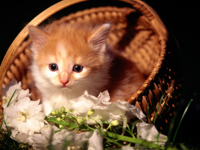 Das Cute Kitten in a Basket Wallpaper 640x480