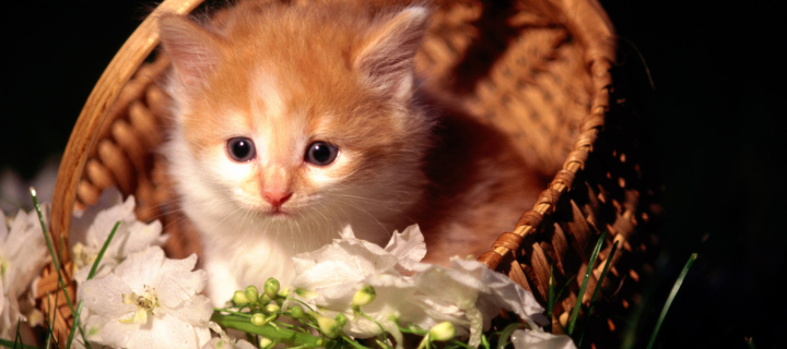 Cute Kitten in a Basket wallpaper 720x320