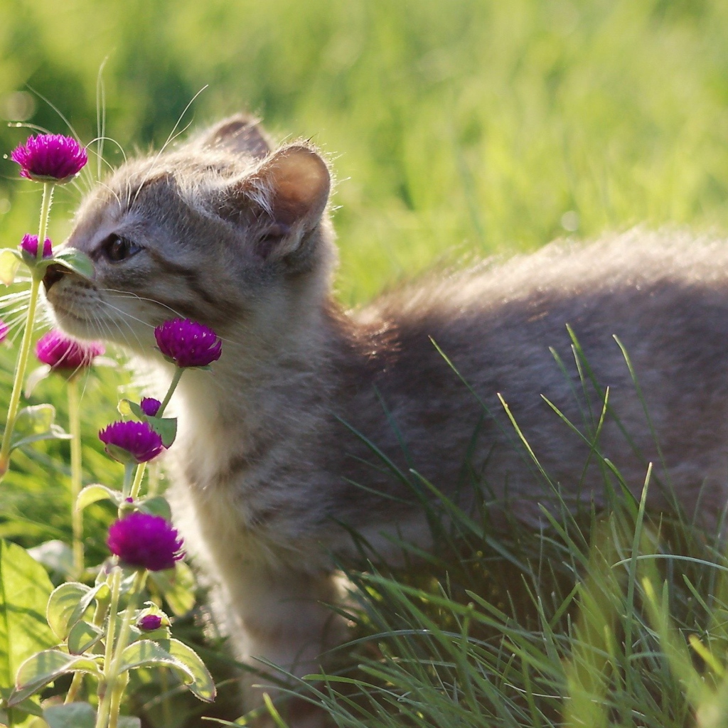 Fondo de pantalla Small Kitten Smelling Flowers 1024x1024