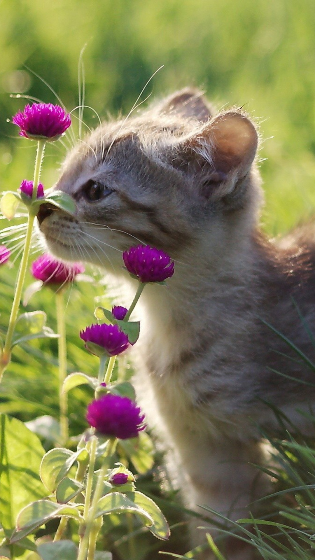 Small Kitten Smelling Flowers wallpaper 1080x1920