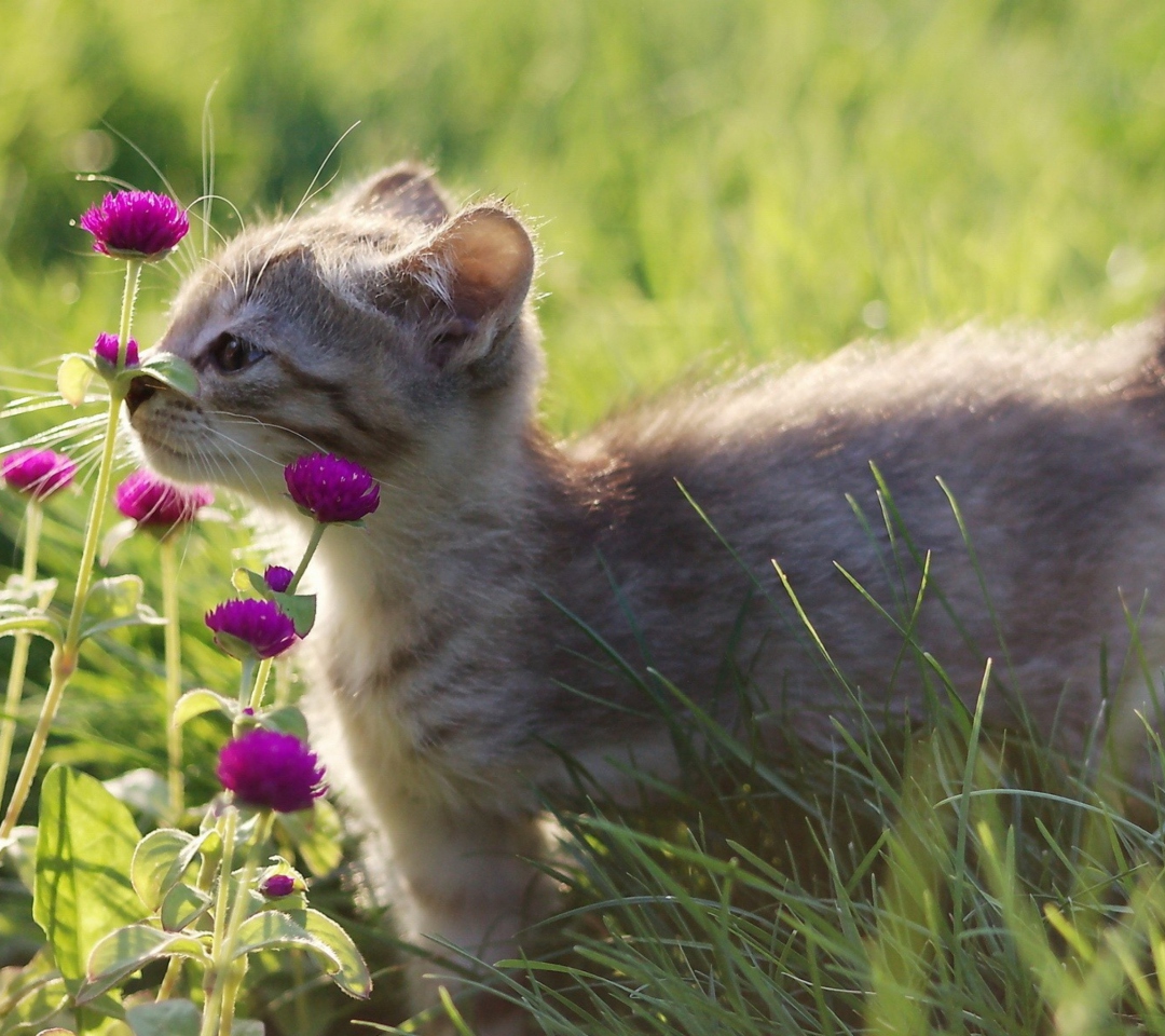 Fondo de pantalla Small Kitten Smelling Flowers 1080x960