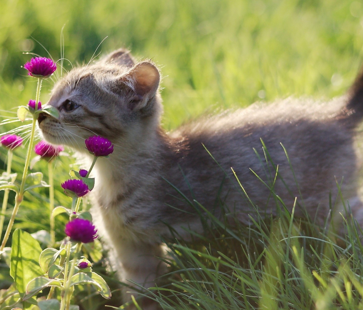 Small Kitten Smelling Flowers screenshot #1 1200x1024