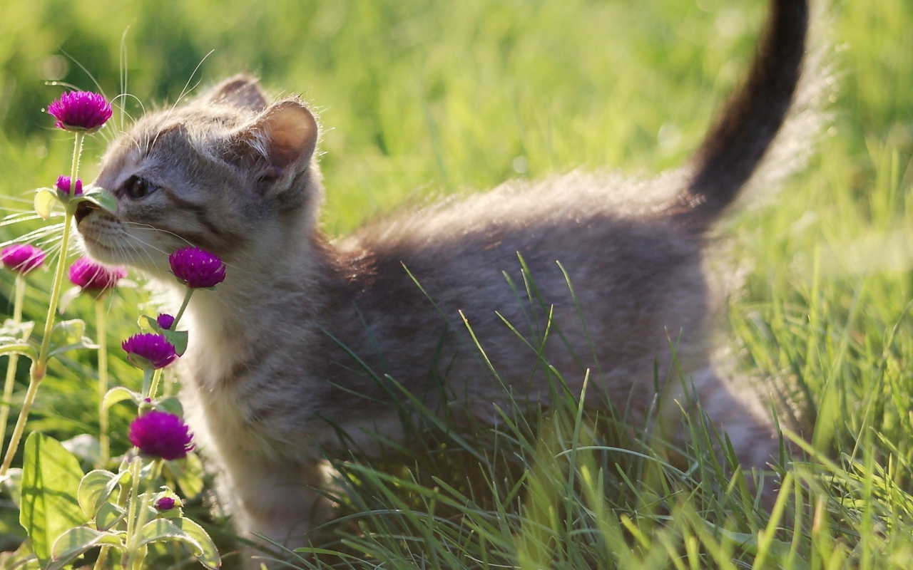 Small Kitten Smelling Flowers wallpaper 1280x800