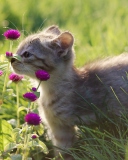 Fondo de pantalla Small Kitten Smelling Flowers 128x160