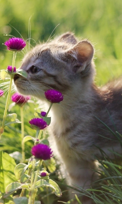 Fondo de pantalla Small Kitten Smelling Flowers 240x400
