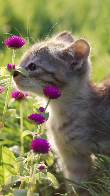 Fondo de pantalla Small Kitten Smelling Flowers 360x640