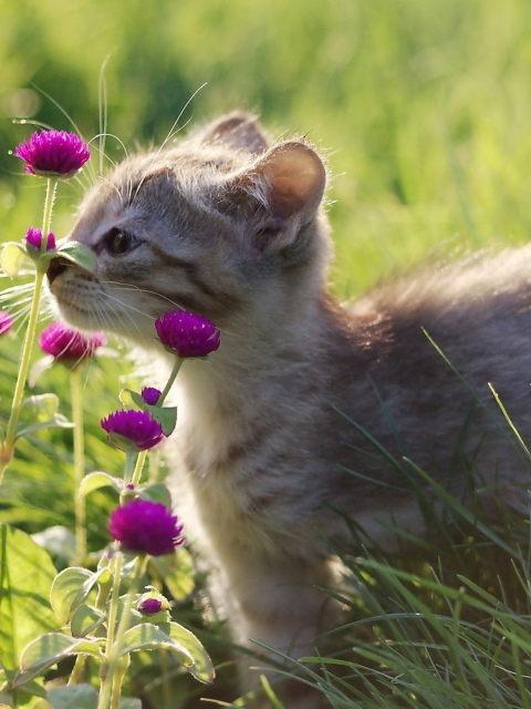 Fondo de pantalla Small Kitten Smelling Flowers 480x640