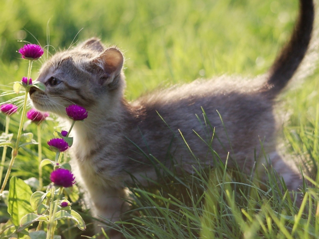 Fondo de pantalla Small Kitten Smelling Flowers 640x480