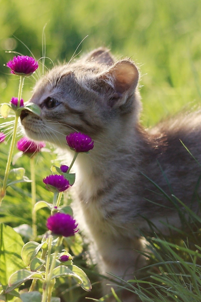 Обои Small Kitten Smelling Flowers 640x960