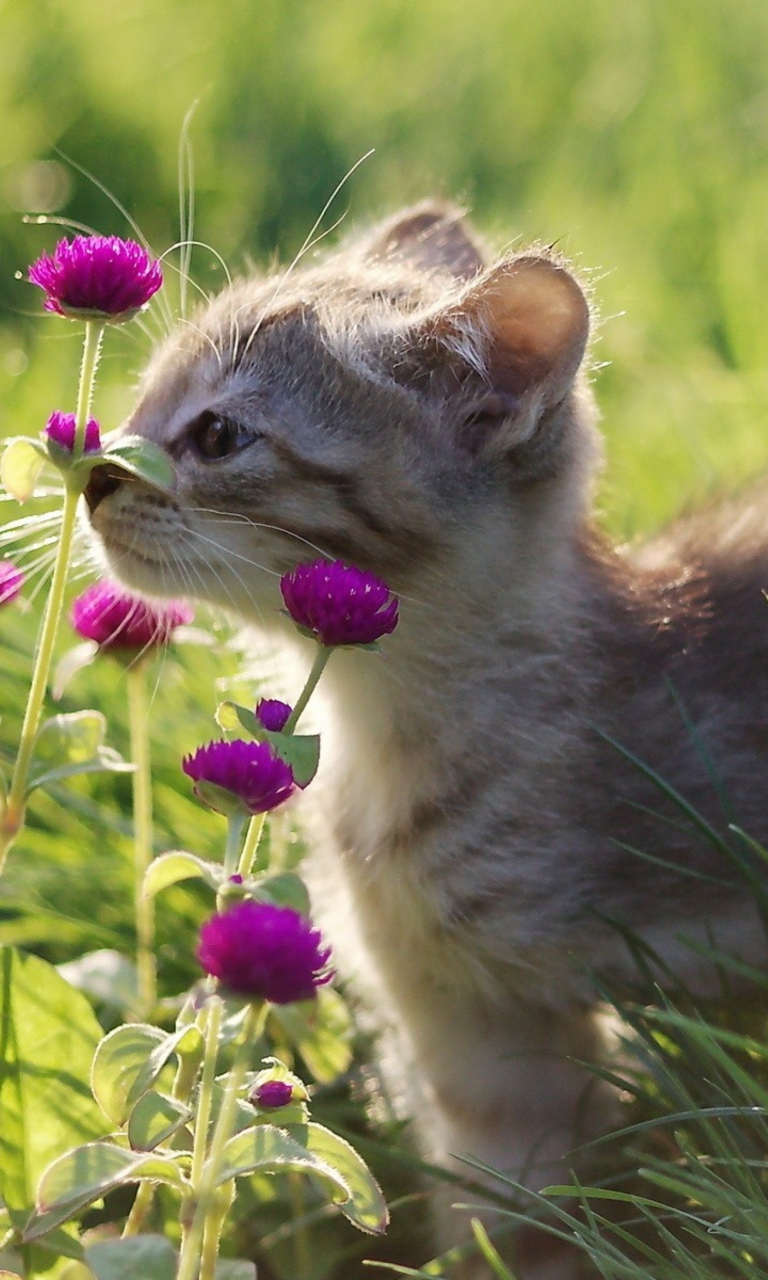 Fondo de pantalla Small Kitten Smelling Flowers 768x1280