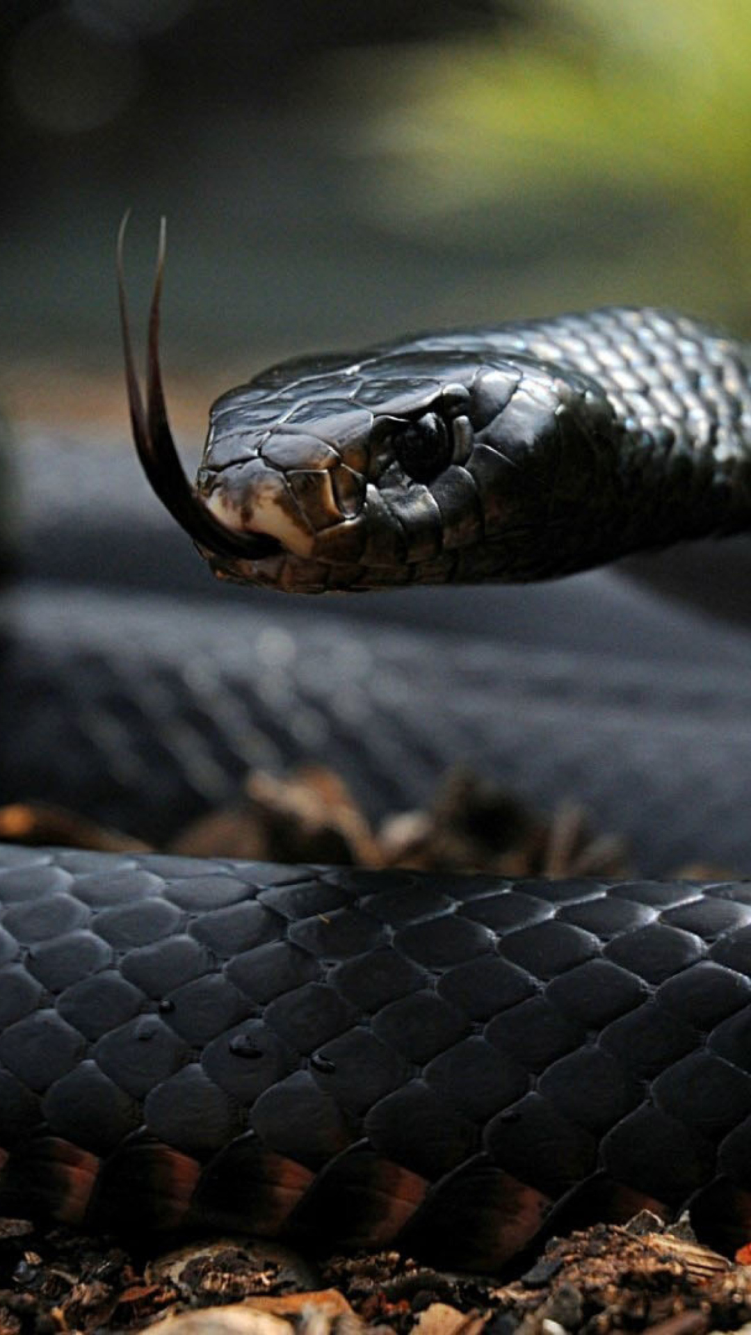 змея черная язык snake black language бесплатно