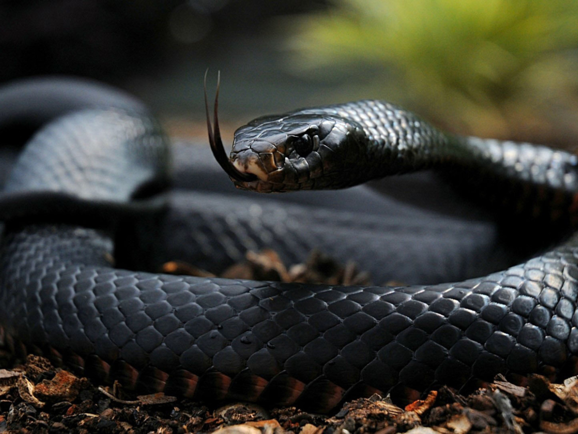 Sfondi Black Snake 1152x864