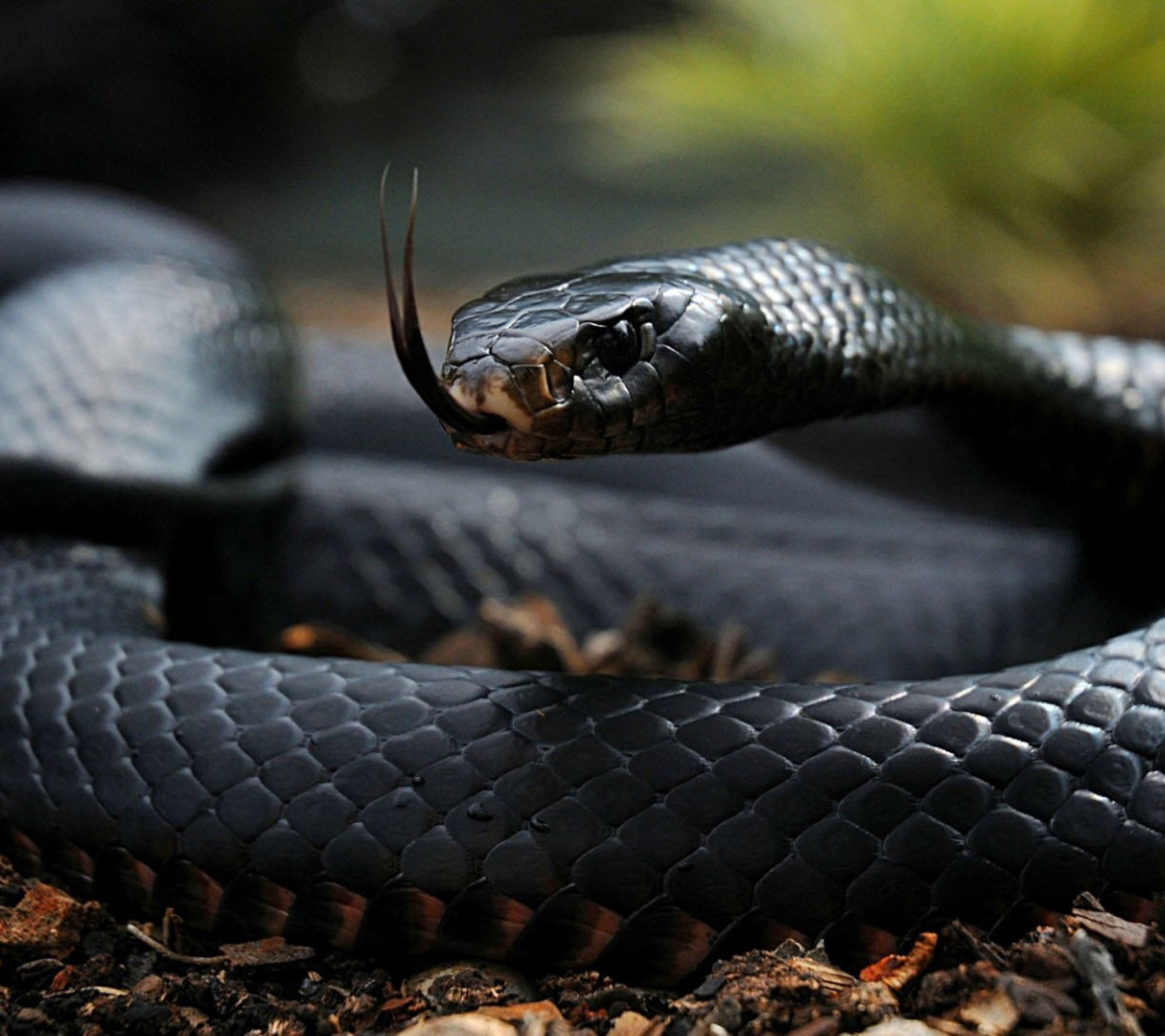 Sfondi Black Snake 1440x1280