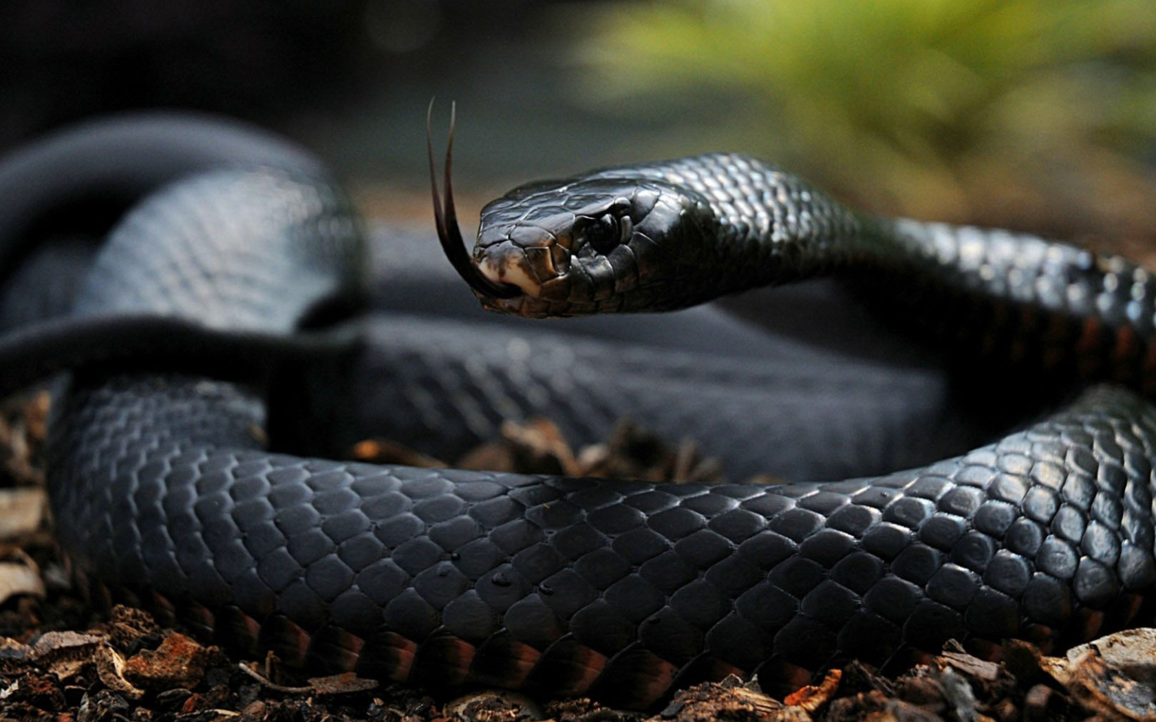 Fondo de pantalla Black Snake 1680x1050