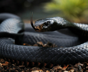 Black Snake wallpaper 176x144