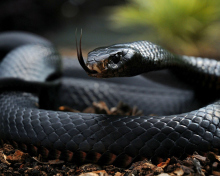 Обои Black Snake 220x176