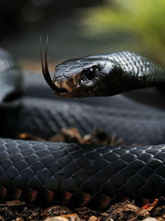 Black Snake screenshot #1 240x320