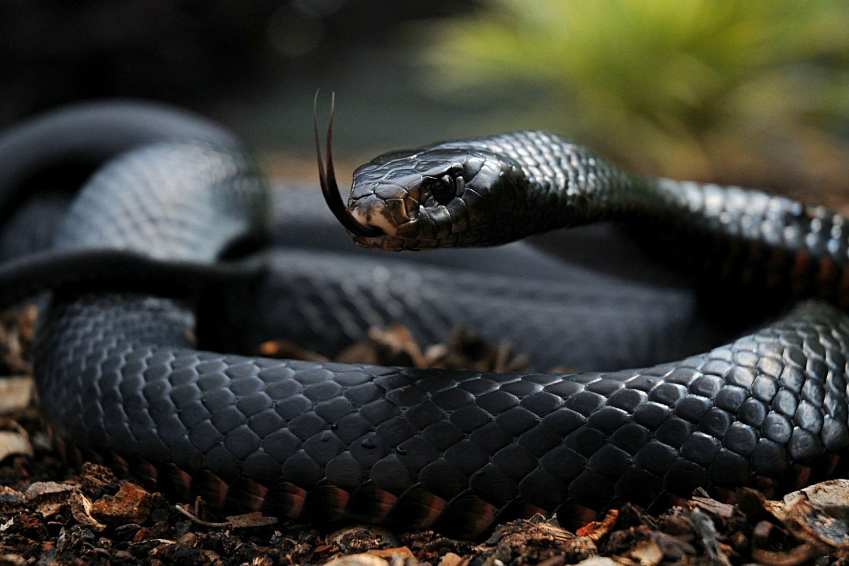 Sfondi Black Snake 2880x1920