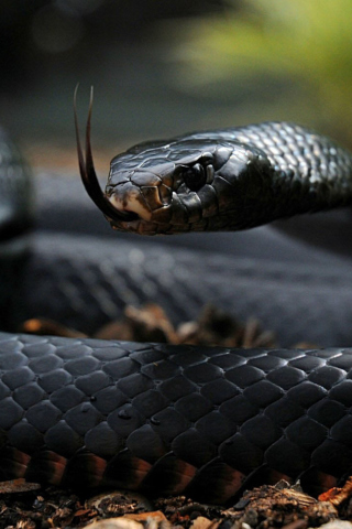 Black Snake screenshot #1 320x480