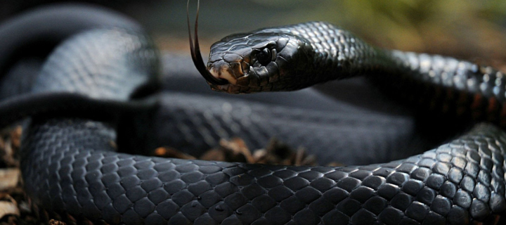 Black Snake screenshot #1 720x320