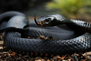 Black Snake Picture for Android, iPhone and iPad