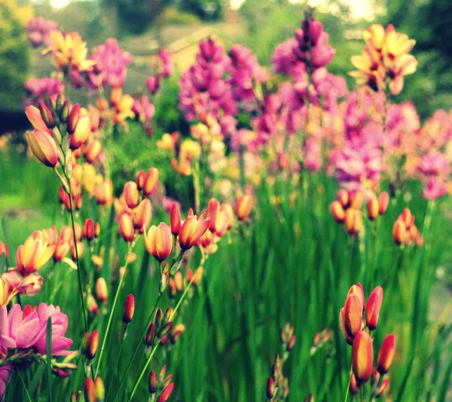 Screenshot №1 pro téma Bunch Of Flowers 1440x1280