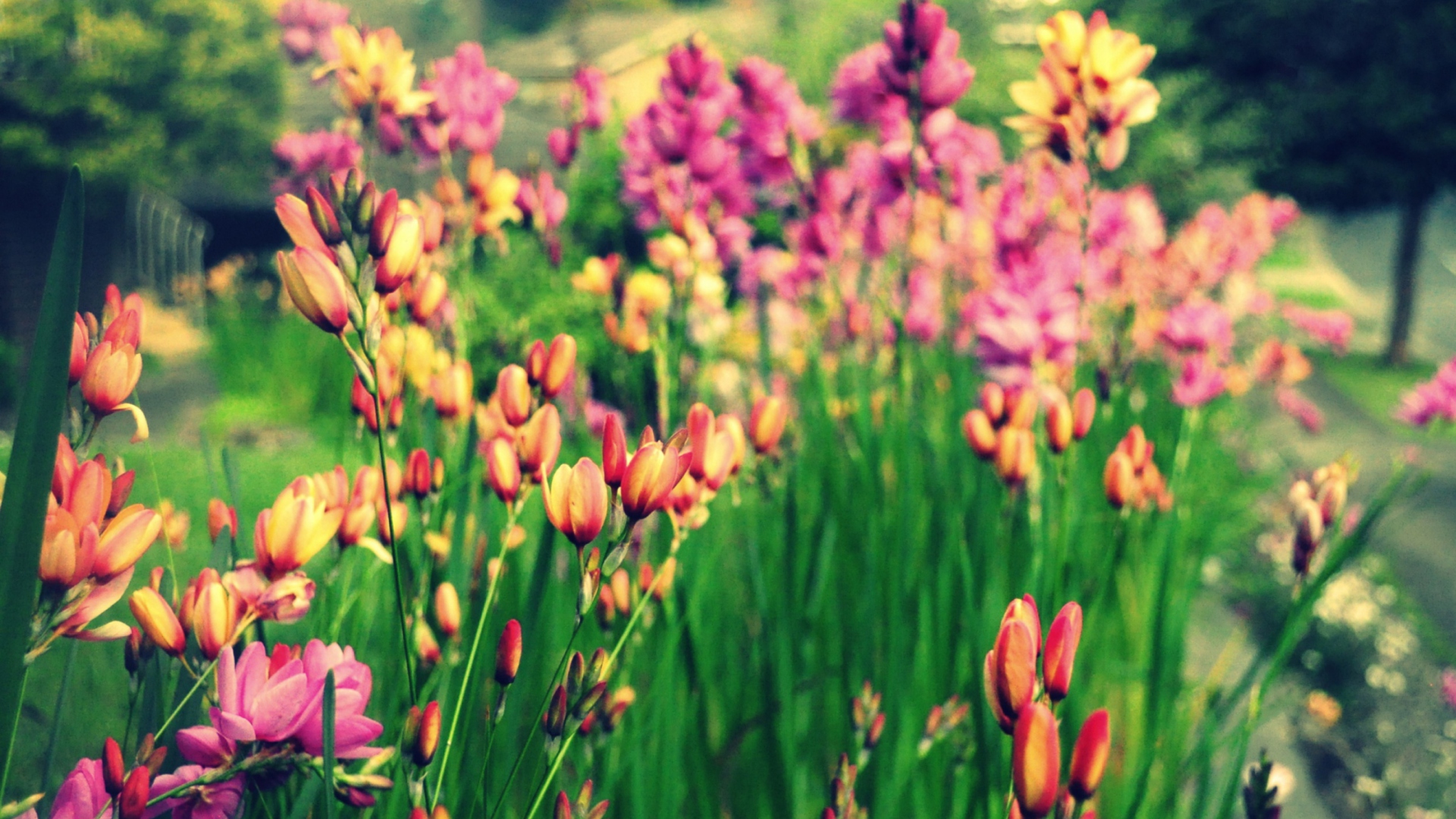 Bunch Of Flowers screenshot #1 1920x1080