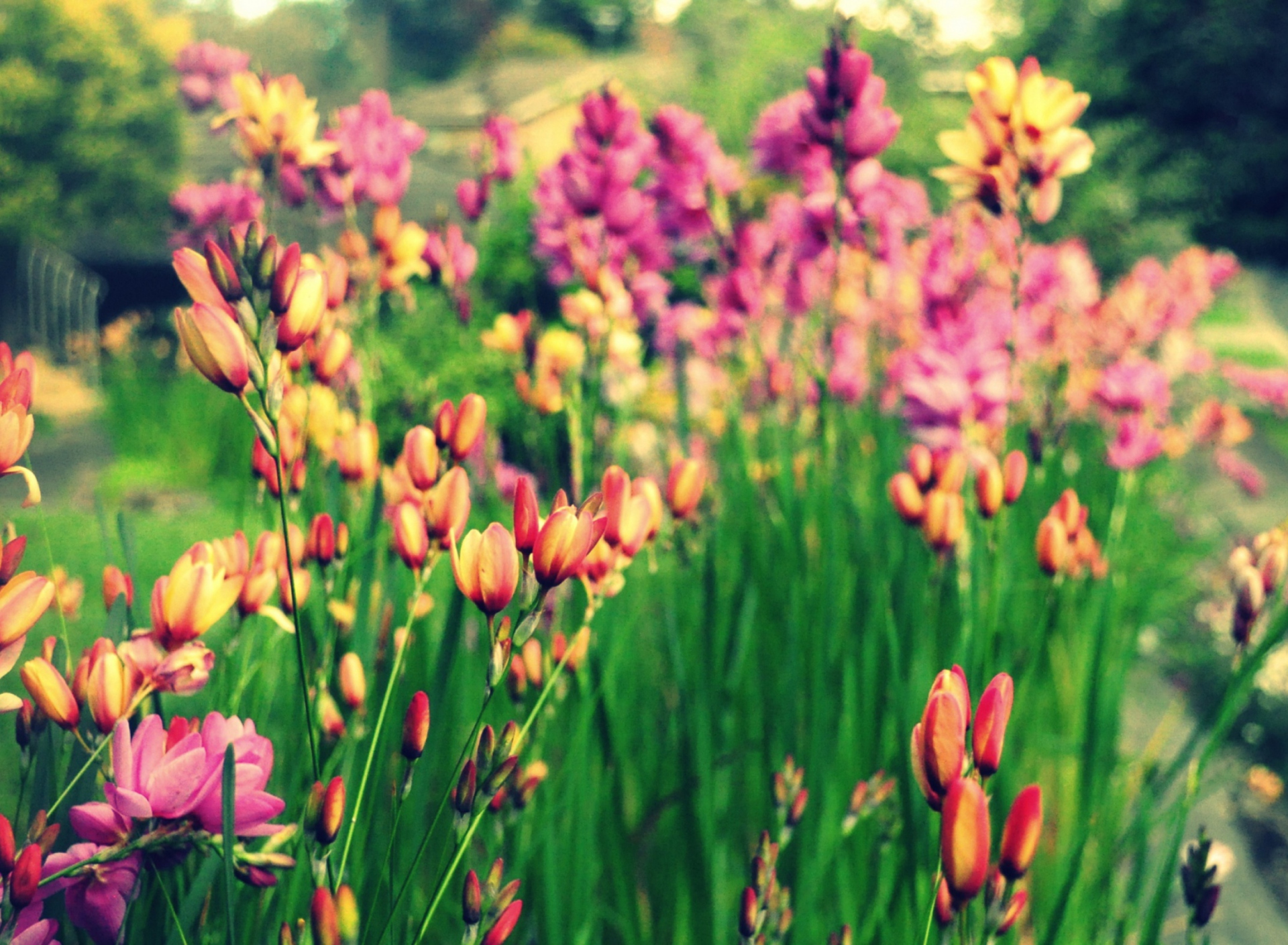 Bunch Of Flowers screenshot #1 1920x1408