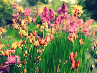 Bunch Of Flowers screenshot #1 320x240