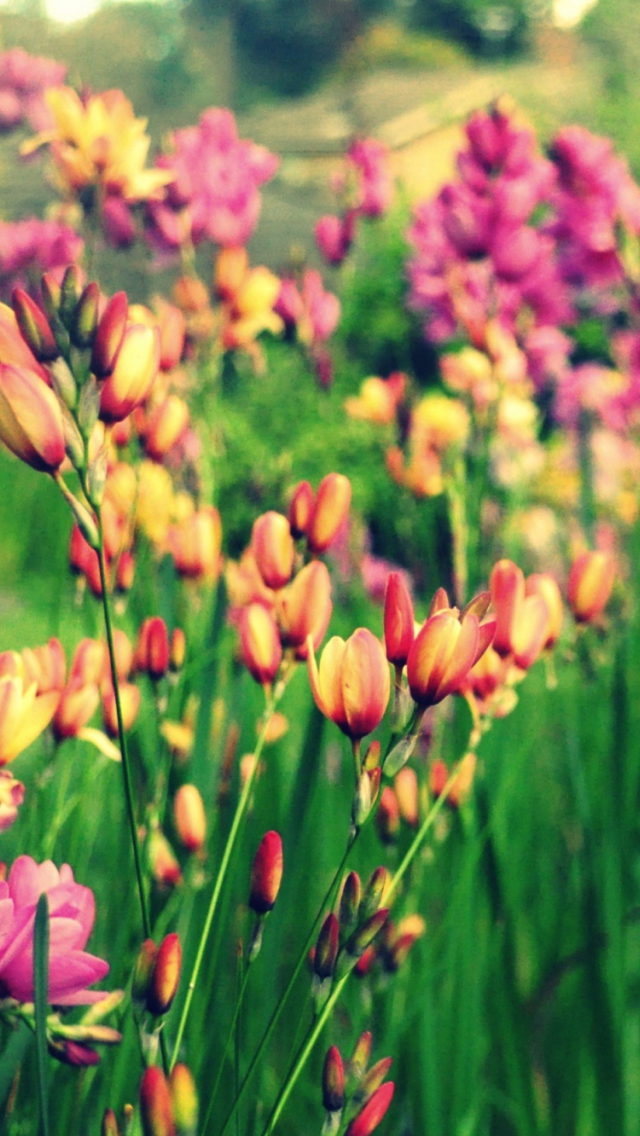 Bunch Of Flowers wallpaper 640x1136