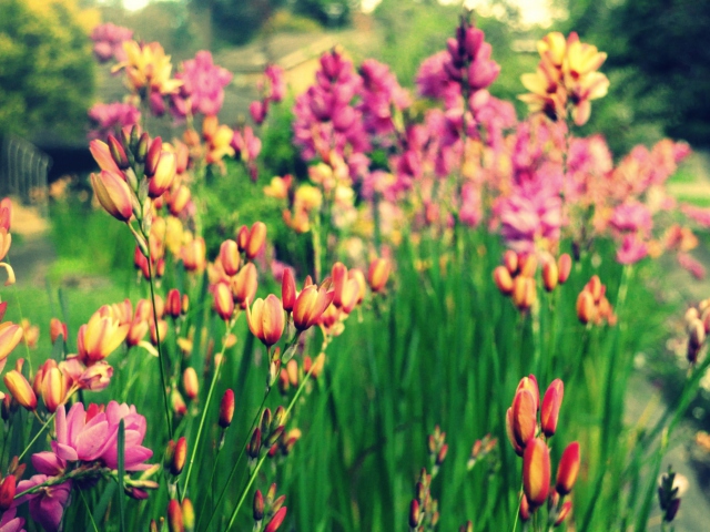 Bunch Of Flowers screenshot #1 640x480