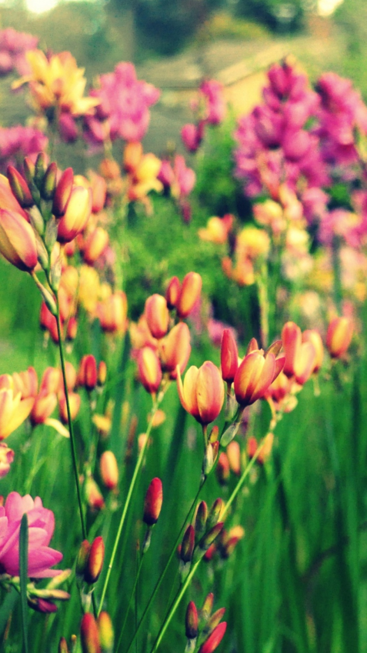 Bunch Of Flowers wallpaper 750x1334