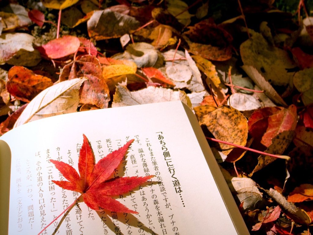 Обои Red Leaf On A Book 1024x768